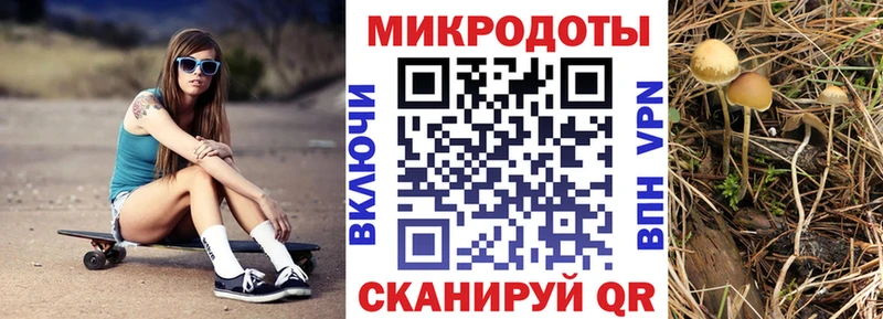Галлюциногенные грибы Psilocybe  Данков 